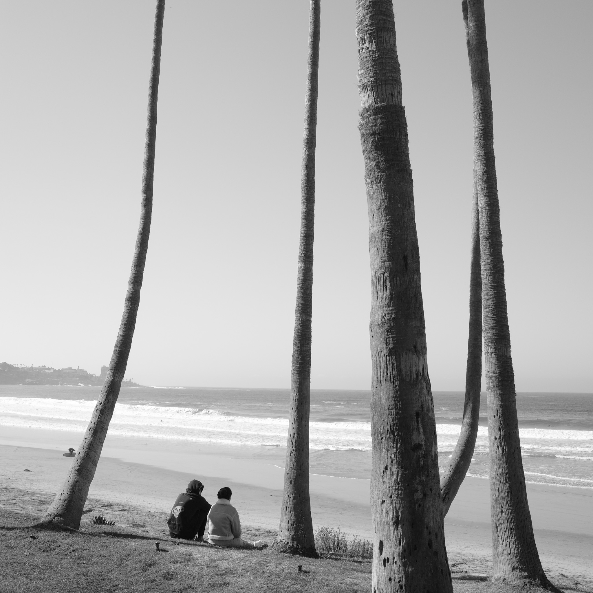 Two people sitting beneath towering palms facing the ocean